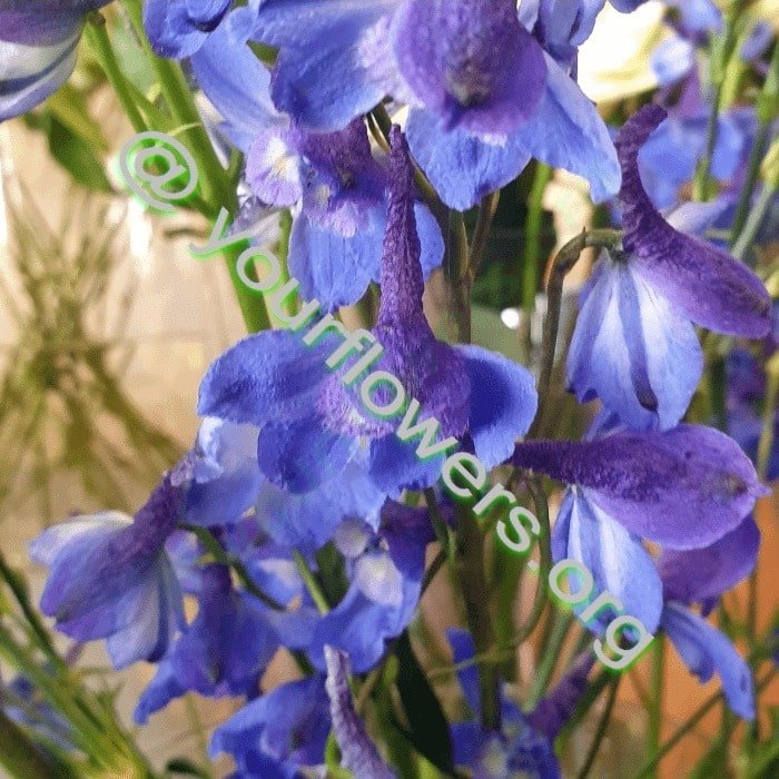 Blumenladen Bockenheim - Ihr Blumenladen vor Ort. Blumenstrauß aus frischen Blumen auf Bestellung geliefert – Jetzt kaufen